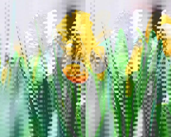 Tim Gouw 4L9qmfimnni Unsplash