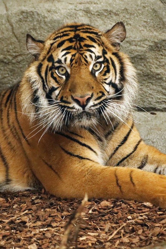 6Cd767c34fbc52e7052dbb058b6e86bc20273ff0